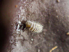 Morulodes