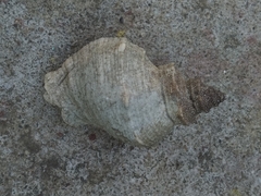 Rapaninae