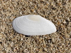 Megangulus bodegensis