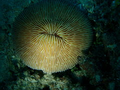 Pleuractis granulosa