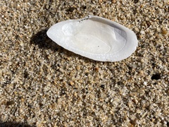 Megangulus bodegensis