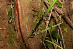 Cyperus tetraphyllus