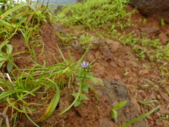 Lomatogonium minus