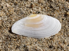 Megangulus bodegensis