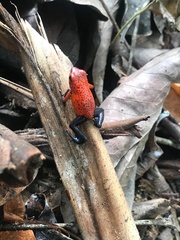 Oophaga