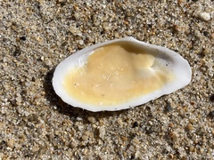 Megangulus bodegensis