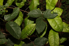 Kennedia rubicunda