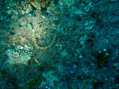 Corythoichthys schultzi