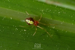 Chrysso albomaculata