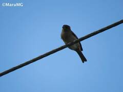 Passer domesticus domesticus