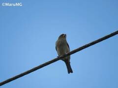 Passer domesticus domesticus