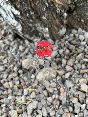 Euphorbia milii