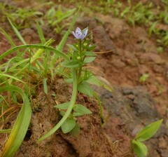 Lomatogonium minus
