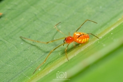 Chrysso albomaculata