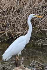 Ardea alba