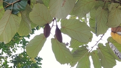 Pterospermum acerifolium