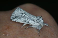 Albarracina warionis