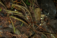 Arthropodium candidum