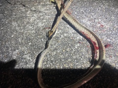 Dendrelaphis ngansonensis