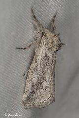 Albarracina warionis