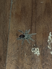 Avicularia juruensis