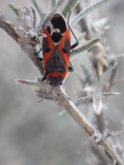 Lygaeus kalmii kalmii