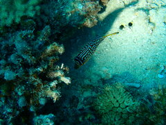Canthigaster solandri