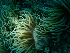 Heteractis crispa