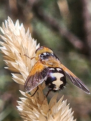 Microtropesa sinuata