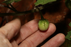 Solanum ditrichum