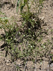 Arenaria serpyllifolia