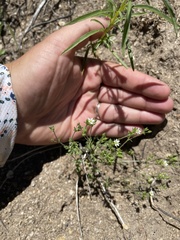 Arenaria serpyllifolia