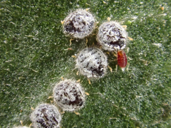 Euthoracaphis umbellulariae