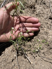 Arenaria serpyllifolia