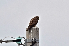 Falco tinnunculus