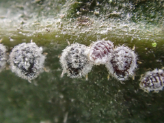 Euthoracaphis umbellulariae