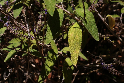 Image of Coleus alloplectus by (c) Greg Tasney, some rights reserved (CC BY-SA)