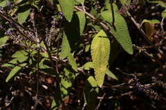 Coleus alloplectus
