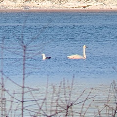 Cygnus columbianus