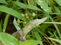 Lomatogonium minus