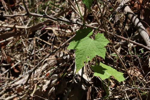 Image of Mawhai (Sicyos australis) by (c) Greg Tasney, some rights reserved (CC BY-SA)