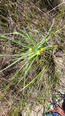 Hypoxis villosa