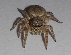 Mexigonus