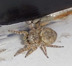 Mexigonus