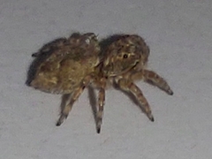Mexigonus