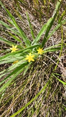 Hypoxis villosa