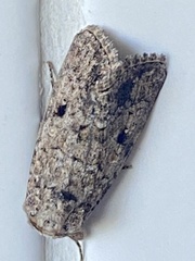 Spodoptera cilium