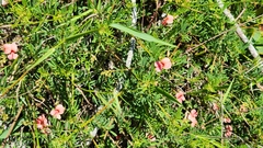 Indigofera verrucosa