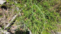 Indigofera verrucosa