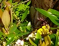 Papilioninae